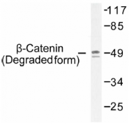 AP01543PU-N - Catenin beta-1