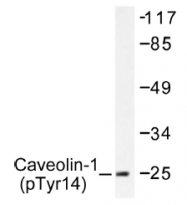 AP01544PU-N - Caveolin-1