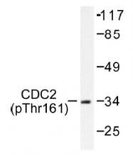 AP01546PU-N - CDK1