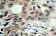 AP01548PU-N - CDC25C