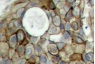AP01718PU-N - CD309 / VEGFR-2 / Flk-1
