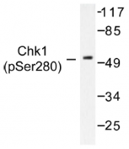 AP01552PU-N - CHK1