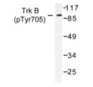 AP01712PU-N - TrkB