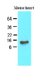 AM09048PU-N - FABP4