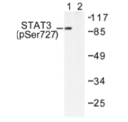 AP01691PU-N - STAT3