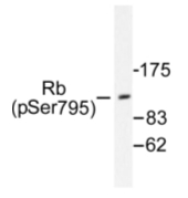 AP01676PU-N - Retinoblastoma-associated protein / RB1