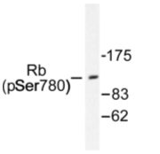 AP01675PU-N - Retinoblastoma-associated protein / RB1