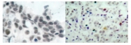 AP01675PU-N - Retinoblastoma-associated protein / RB1