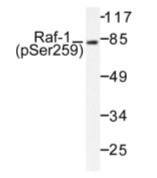 AP01674PU-N - RAF1