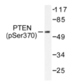 AP01670PU-N - PTEN