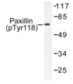 AP01665PU-N - Paxillin / PXN