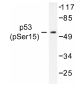 AP01656PU-N - TP53 / p53