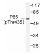 AP01652PU-N - RELA / NF-kB p65