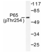 AP01651PU-N - RELA / NF-kB p65