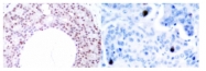 AP01651PU-N - RELA / NF-kB p65