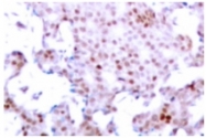 AP01650PU-N - RELA / NF-kB p65