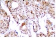 AP01640PU-N - c-Myc