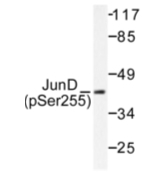 AP01624PU-N - Jun-D