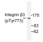 AP01615PU-N - CD61 / ITGB3