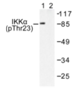 AP01612PU-N - IKKA