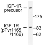 AP01611PU-N - CD221 / IGF1R