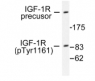 AP01610PU-N - CD221 / IGF1R