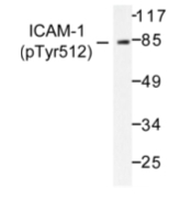 AP01608PU-N - CD54 / ICAM1