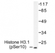 AP01606PU-N - Histone H3.1