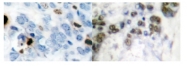 AP01606PU-N - Histone H3.1