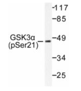 AP01594PU-N - GSK3 alpha