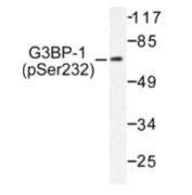AP01589PU-N - G3BP1 / G3BP