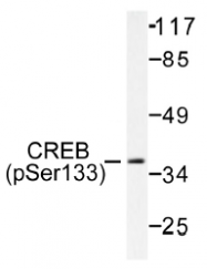AP01566PU-N - CREB1