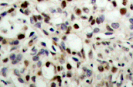 AP01566PU-N - CREB1