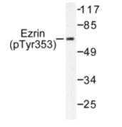AP01585PU-N - Ezrin