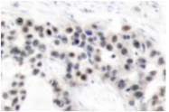 AP01582PU-N - Estrogen receptor alpha