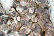 AP01576PU-N - EGFR / ERBB1