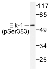 AP01577PU-N - ELK1