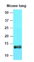 AM09051PU-N - VAMP-3 / Synaptobrevin-3