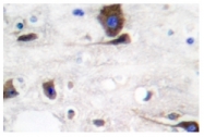 AP06168PU-N - Neuregulin 1