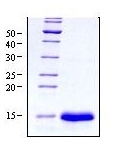 DA3513 - VEGF-A
