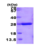 AR09138PU-L - GSTM1