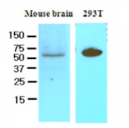 AM09054PU-N - DACT3