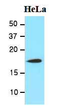 AM09056PU-N - Cofilin-1