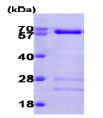 AR09143PU-N - SMAD4