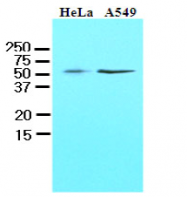 AM09057PU-N - KLF4