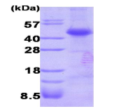 AR09155PU-L - Dysbindin