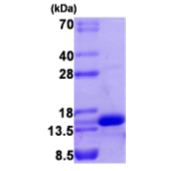 AR09159PU-L - VEGF-A