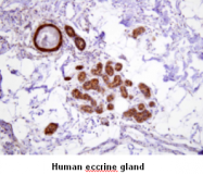 AM09017PU-N - Heat shock protein 70 / HSP70