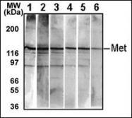 AM11001PU-N - HGF receptor