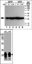 AM11009PU-N - GFP